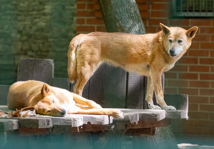 Dingo's im Tiergarten Staßfurt