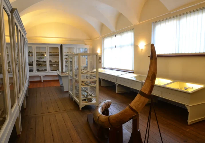 Die Paläontologische Studiensammlung von Prof. Dr. Martin Schmidt.