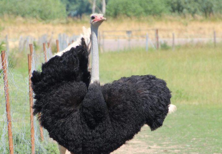 Ein Strauß im Freilandgehege der Straußenfarm Klein Rosenburg
